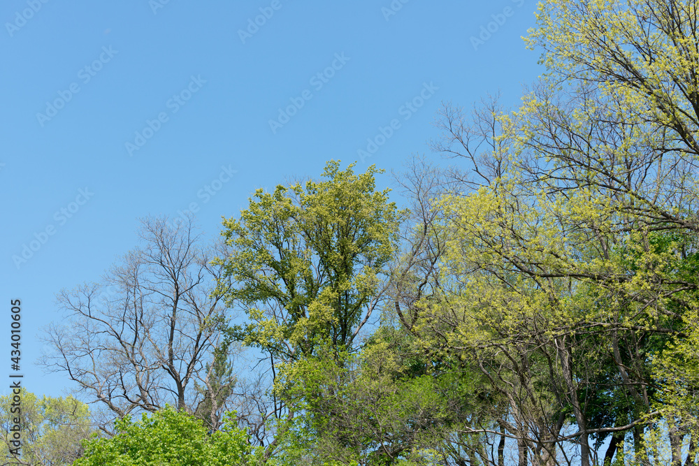 Fototapeta premium trees lining a river bank in spring