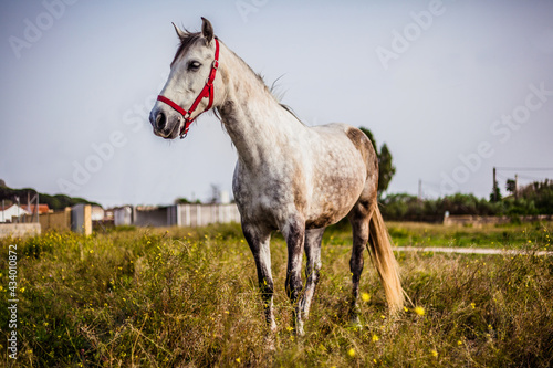 Free Andalusian horse on the country side