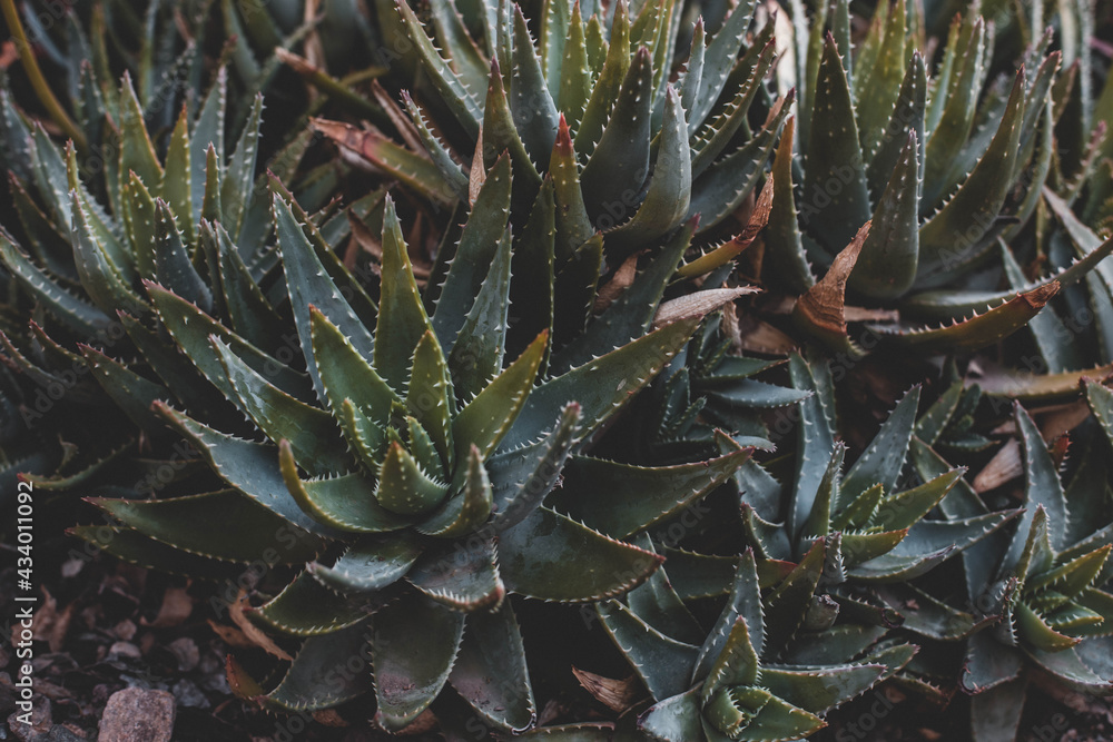 Fototapeta premium cactus in the desert