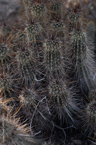 close up of cactus