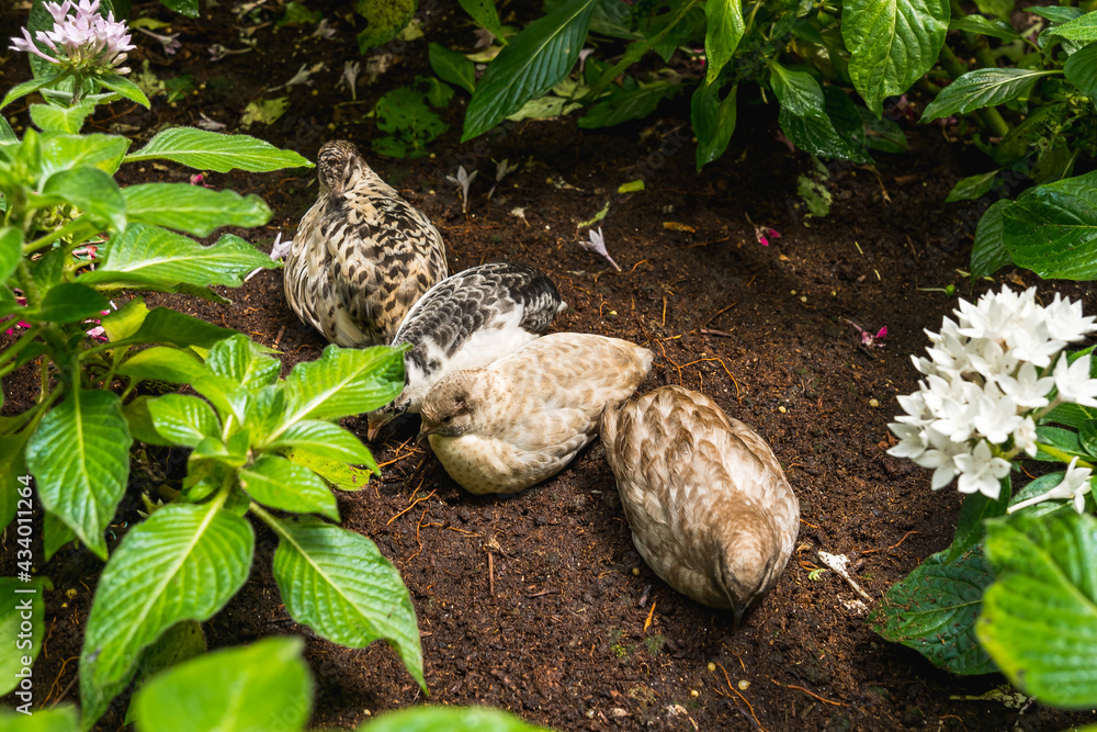 A flock of partridges on the ground among green leaves with flowers