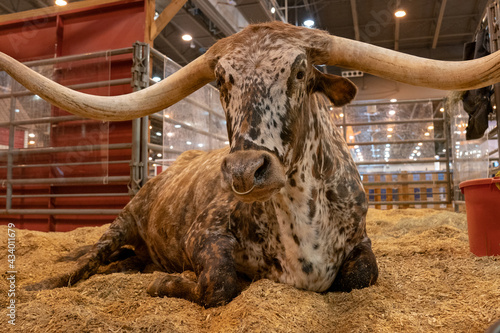Longhorn cow in stall at county fair.