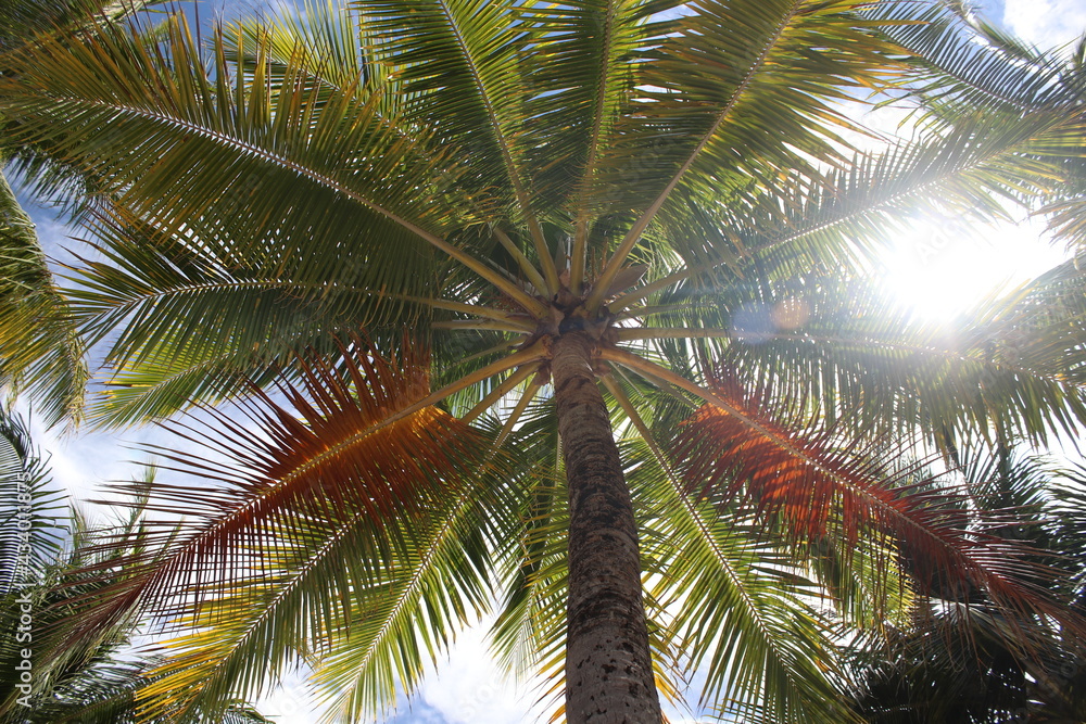 Palms on an island Palms on an island