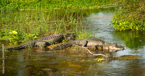 American Alligators basking in marsh at Orlando wetlands in Christmas Florida.