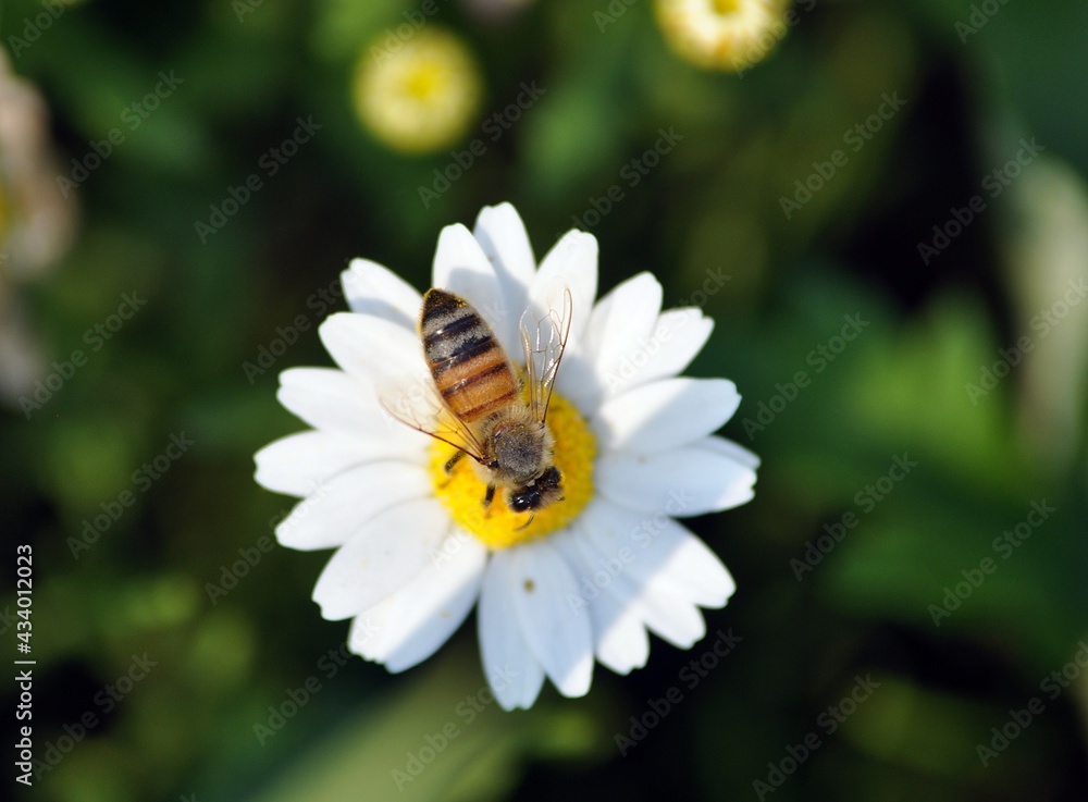 bee on daisy bee on daisy