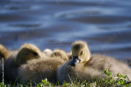 Sleepy ducklings and goslings near lake
