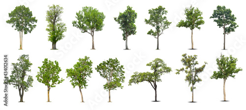 Collection of   trees  Isolated  on white background    Exotic tropical tree for design.