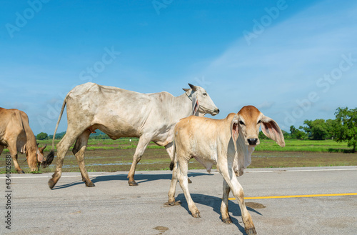 Cow, A cow walking on the street, blue sky background.