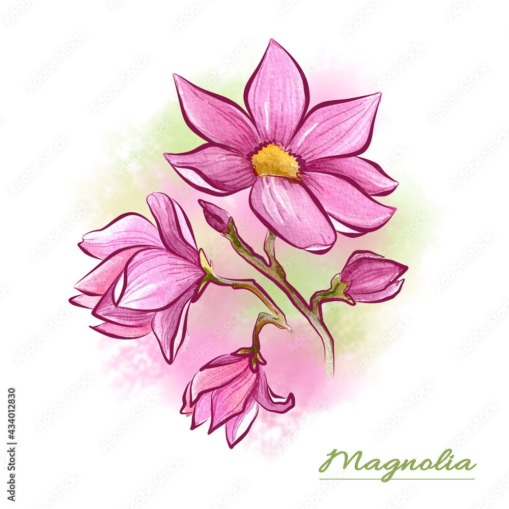 Watercolor four branches of blossom pink Magnolia Flower on white Background. Isolated Magnolias Flowers element with packaging and web Watercolor four branches of blossom pink Magnolia Flower on white Background. Isolated Magnolias Flowers element with packaging and web