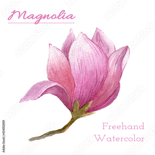 Watercolor branch pink Magnolia Flower on white Background. Isolated Magnolias Flowers element with packaging and web photo