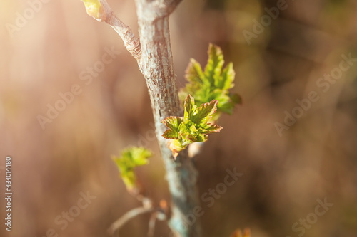 Fresh new green buds on currant branches at springtime garden background
