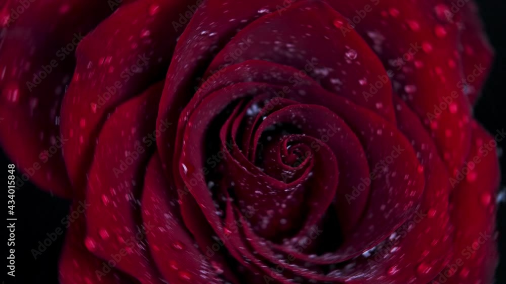 Red rose with water drops rotating on black background. Macro drips, drips of water on flower Red rose with water drops rotating on black background. Macro drips, drips of water on flower