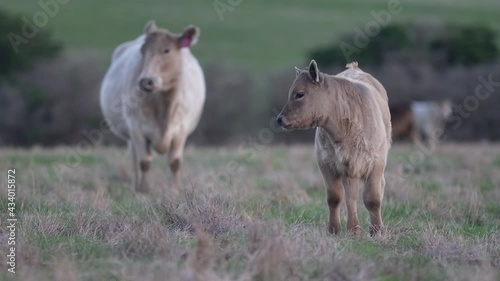 Light Cows with calves eating grass photo