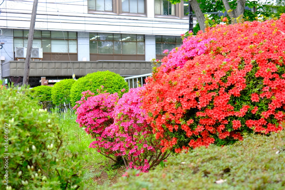 Obraz premium 盛岡城跡のサツキ