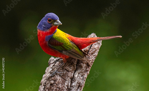 Painted Bunting Male 8 photo