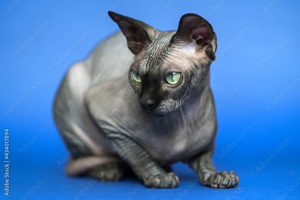 Hairless Canadian Sphynx cat - breed of cat known for its lack of fur. Close-up portrait of sweet female cat on blue background.