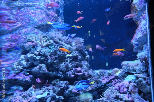 水族館の熱帯魚