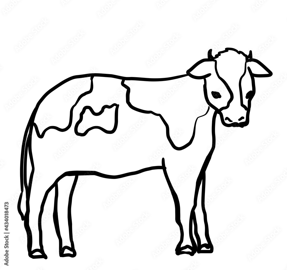 Realistic cow line drawing illustration