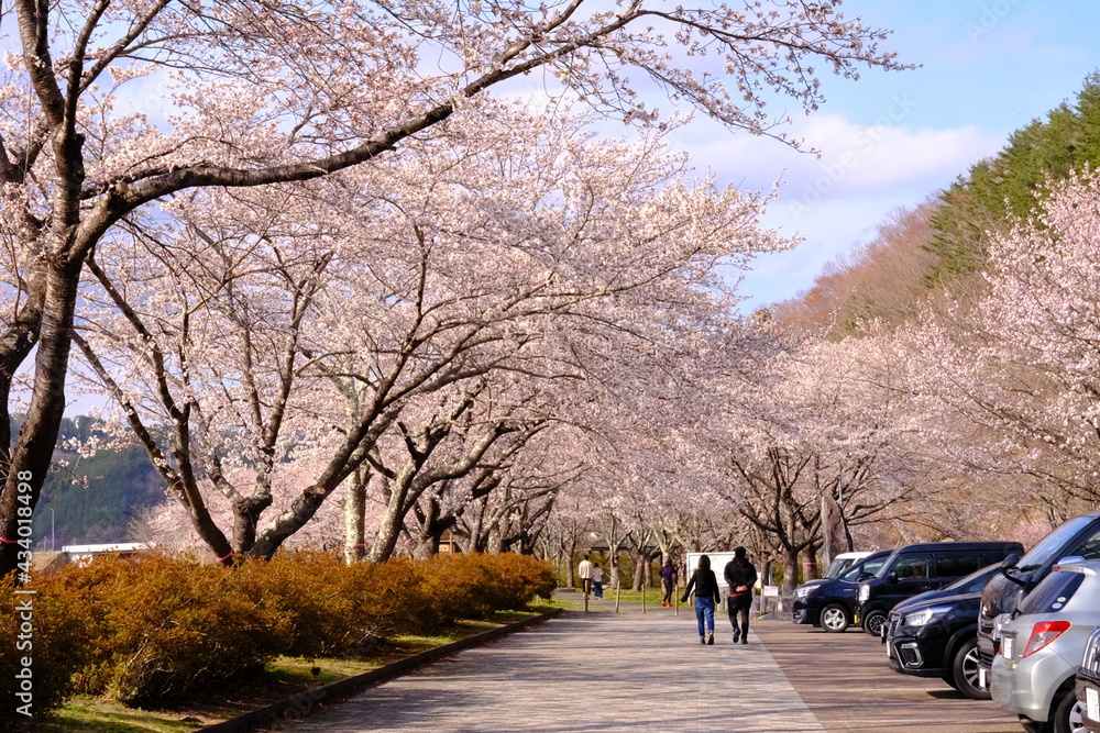 桜づつみ公園の風景 桜づつみ公園の風景