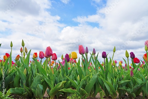 View of a colorful tulip field with flowers in bloom in Cream Ridge, Upper Freehold, New Jersey, United States #434019247