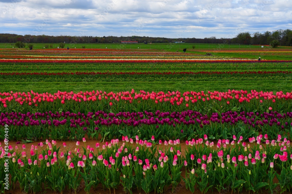 View of a colorful tulip field with flowers in bloom in Cream Ridge, Upper Freehold, New Jersey, United States