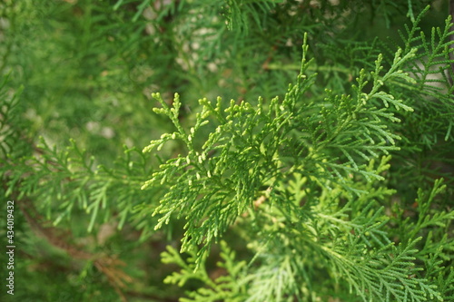 Sheoaks (Casuarinaceae, Allocasuarina) with natural background