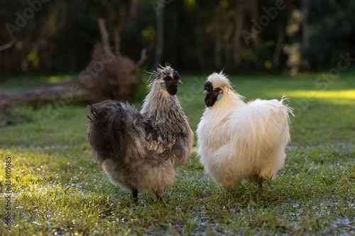 Two silkie chickens in an outside yard photo