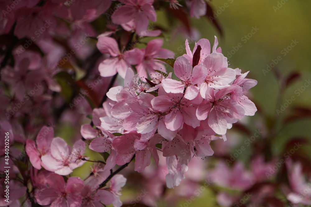 Fototapeta premium pink and white blossom
