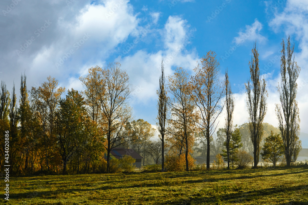 Big trees line up in autumn and blue sky. And there is a house hiding behind the tree. In the foggy morning Fresh and clear atmosphere in rural Europe.