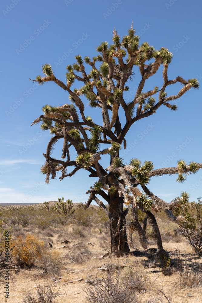 Joshua tree, in the arid Mojave desert, under blue skies and scorching heat Joshua tree, in the arid Mojave desert, under blue skies and scorching heat