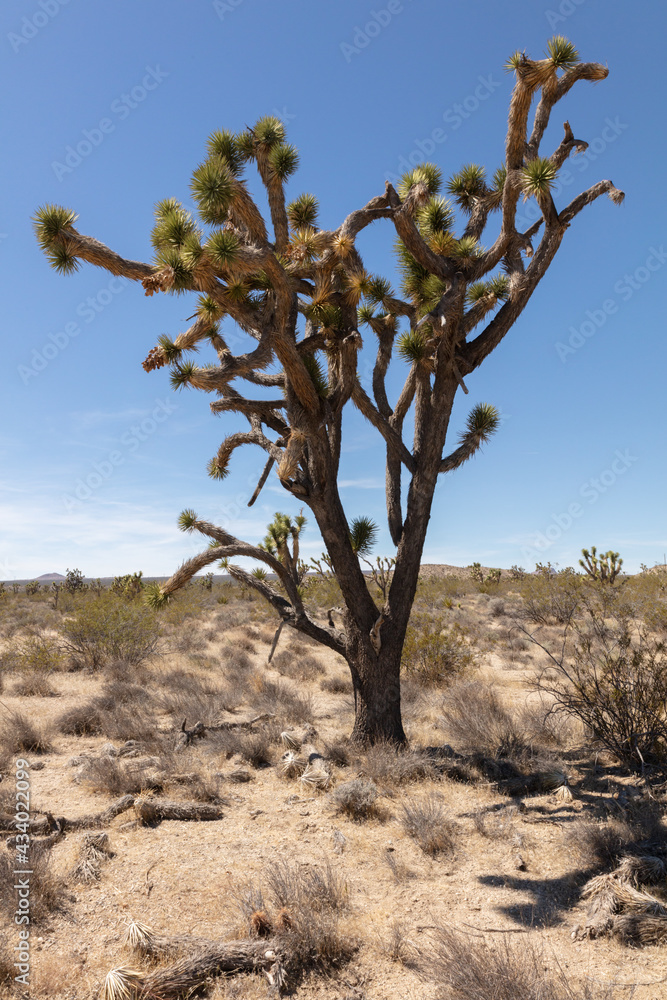 Joshua tree, in the arid Mojave desert, under blue skies and scorching heat
