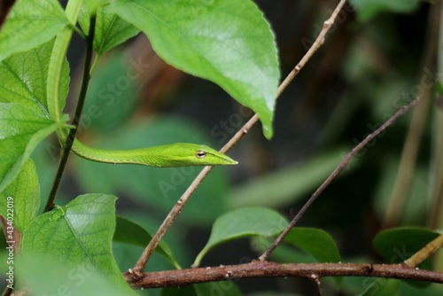 A green snake with a lizard head on a tree