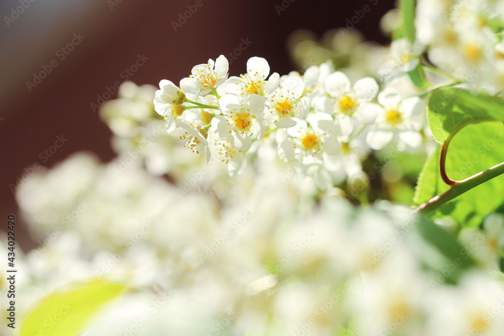 white flowers in spring white flowers in spring