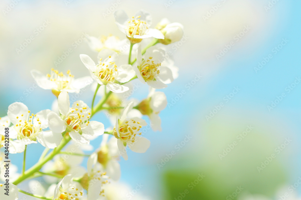 white spring flowers and leaves on blue sky
