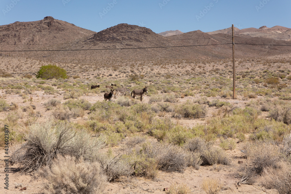 donkeys in the arid plain of the Mojave Desert under a blue sky