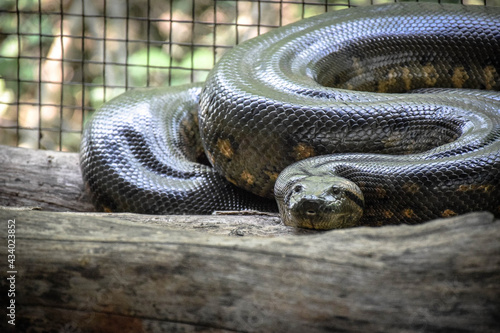 A Green Anaconda (Eunectes murinus) in zoo enclosure, lying on wooden floor. photo