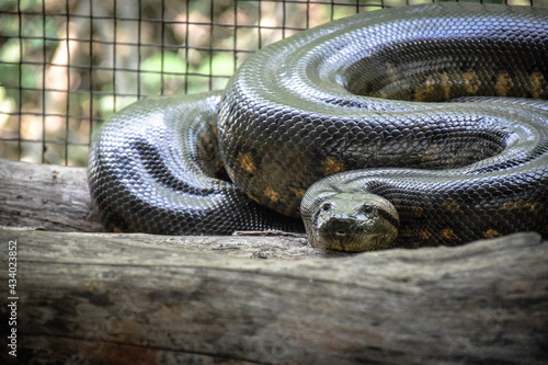 Картината върху платно A Green Anaconda (Eunectes murinus) in zoo enclosure, lying on wooden floor