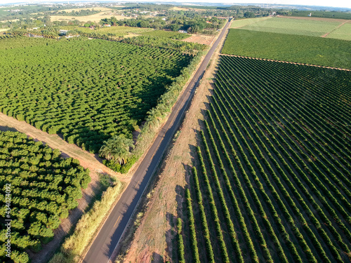 Fototapeta Naklejka Na Ścianę i Meble -  Aerial drone view of a green coffee field in Brazil