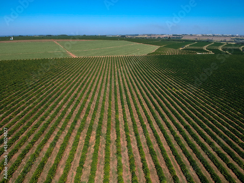 Aerial drone view of a green coffee field in Brazil