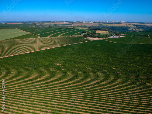 Aerial drone view of a green coffee field in Brazil