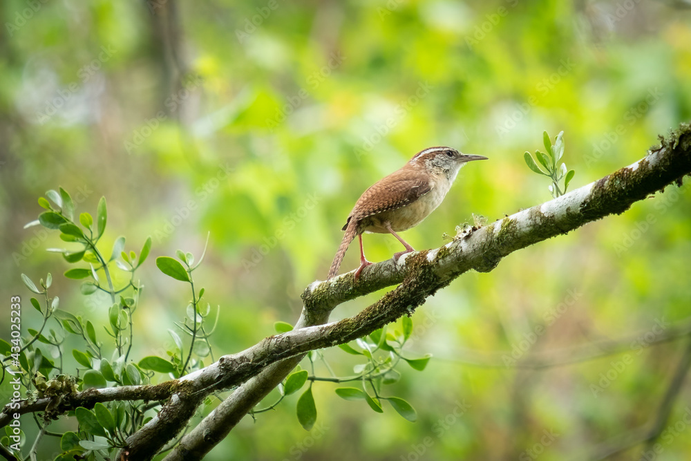 A Carolina Wren (Thryothorus ludovicianus) perched on a branch. Raleigh, North Carolina. A Carolina Wren (Thryothorus ludovicianus) perched on a branch. Raleigh, North Carolina.
