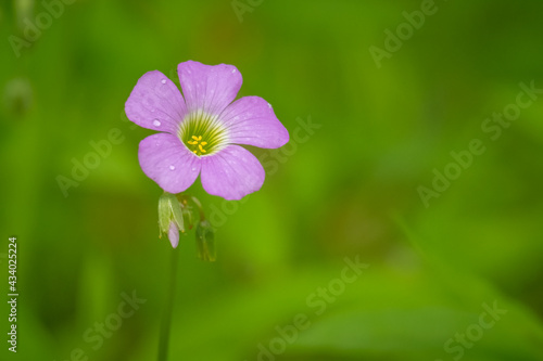 Macro of a Violet Woodsorrel (Oxalis violacea) bloom. Plenty of text space for a loved one.
