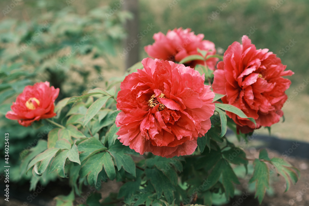 美しく咲く赤い牡丹の花 美しく咲く赤い牡丹の花