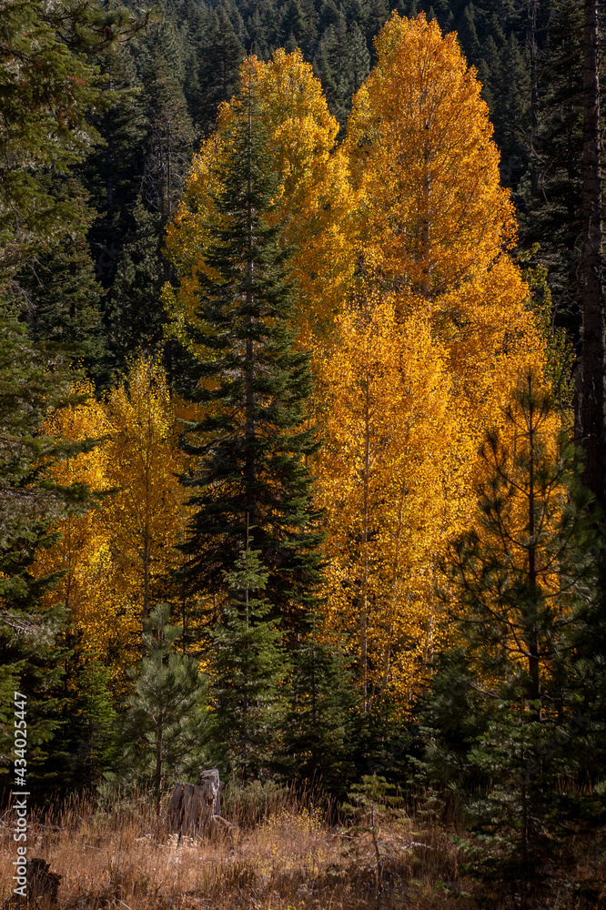 Pine trees and yellow aspens in the California Fall, along highway 49, USA