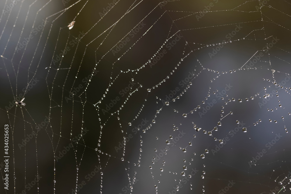 Close up shot of Spider web with water droplets