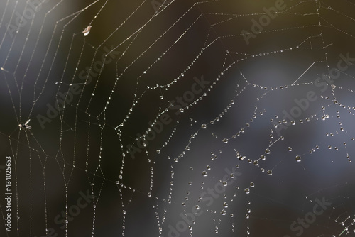 Close up shot of Spider web with water droplets