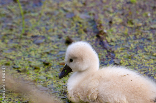 Mute swan young cygnet in spring in Canada