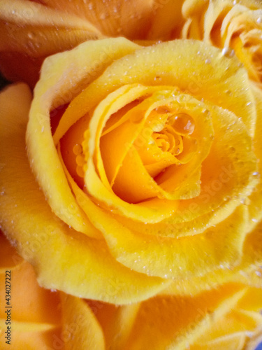 yellow roses on a black background with water droplets on the petals. High quality photo