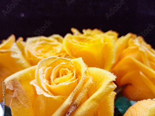 yellow roses on a black background with water droplets on the petals. High quality photo