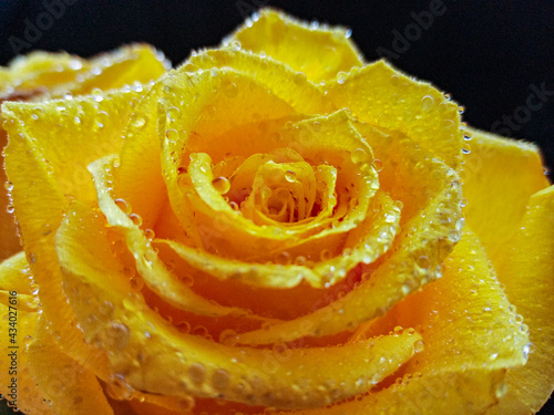 yellow roses on a black background with water droplets on the petals. High quality photo